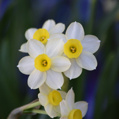 Photo of Tazetta, Narcissus: Minnow