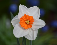 Photo of Large-Cupped, Narcissus: Professor Einstein