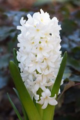 Photo of Orientalis, Hyacinthus: Fairy White