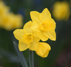 Photo of Jonquilla and Apodanthus, Narcissus: Quail