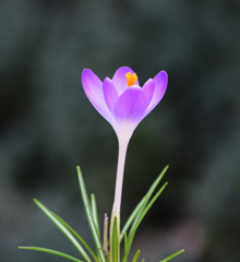 Photo of tommasinianus, Crocus: Barr's Purple