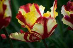 Photo of Parrot, Tulipa: Flaming Parrot