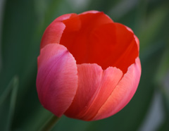 Photo of Darwin Hybrid, Tulipa: Apricot Impression