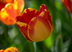 Photo of Darwin Hybrid, Tulipa: Banja Luka