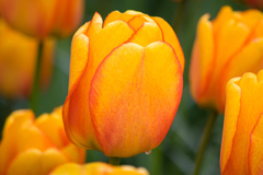 Photo of Darwin Hybrid, Tulipa: Blushing Apeldoorn