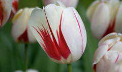 Photo of Darwin Hybrid, Tulipa: Burning Heart