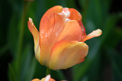Photo of Darwin Hybrid, Tulipa: Day Dream