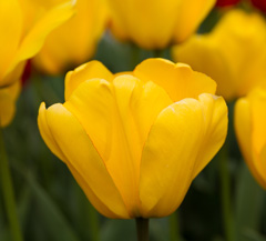 Photo of Darwin Hybrid, Tulipa: Golden Apeldoorn