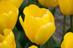 Photo of Darwin Hybrid, Tulipa: Golden Oxford
