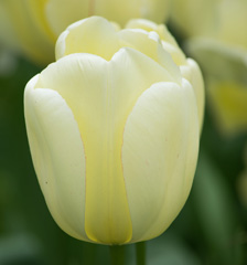 Photo of Darwin Hybrid, Tulipa: Ivory Floradale