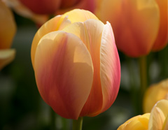 Photo of Darwin Hybrid, Tulipa: Marit