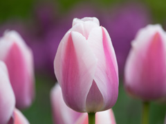 Photo of Darwin Hybrid, Tulipa: Ollioules