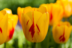 Photo of Darwin Hybrid, Tulipa: Olympic Flame