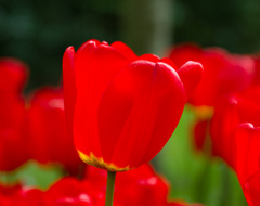 Photo of Darwin Hybrid, Tulipa: Parade