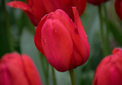 Photo of Darwin Hybrid, Tulipa: Red Impression