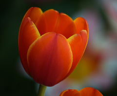 Photo of Darwin Hybrid, Tulipa: World's Favorite