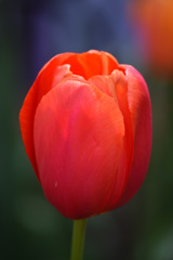 Photo of Single Late, Tulipa: Avignon