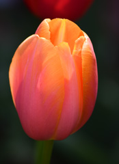 Photo of Single Late, Tulipa: Dordogne