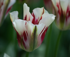 Photo of Single Late, Tulipa: Flaming Spring Green