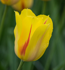 Photo of Single Late, Tulipa: Hocus Pocus