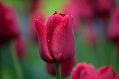 Photo of Single Late, Tulipa: Ile de France