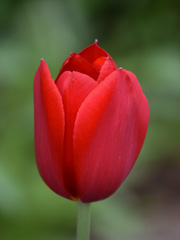 Photo of Single Late, Tulipa: Kingsblood