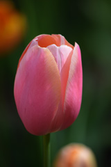 Photo of Single Late, Tulipa: Menton