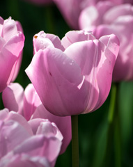 Photo of Single Late, Tulipa: Pink Diamond