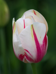 Photo of Single Late, Tulipa: Sorbet