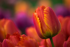 Photo of Fringed, Tulipa: Fringed Solstice