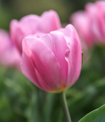 Photo of Triumph, Tulipa: Early Glory