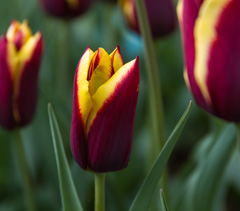 Photo of Triumph, Tulipa: Gavota