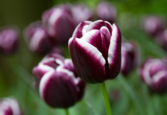 Photo of Triumph, Tulipa: Jackpot