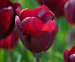 Photo of Triumph, Tulipa: Jan Reus
