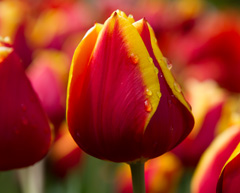 Photo of Triumph, Tulipa: Kees Nelis