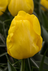 Photo of Triumph, Tulipa: Kikomachi