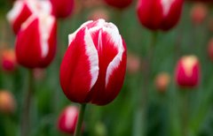 Photo of Triumph, Tulipa: Leen van der Mark