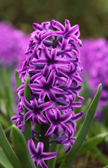 Photo of Orientalis, Hyacinthus: Purple Sensation